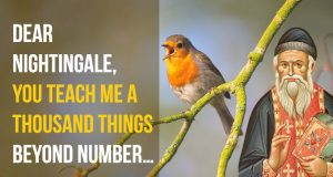 Saint Porphyrios: inspiring dialogue with a bird St Porphyrios - Conversation with a bird